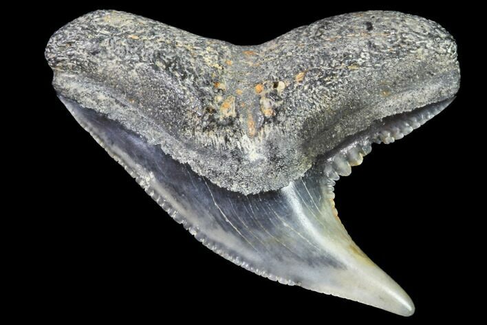 Colorful Fossil Tiger Shark (Galeocerdo) Tooth - Virginia #91837